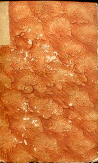 Semler, Versuch eines fruchtbaren Auszugs der Kirchen-Geschichte. (Umschlag)