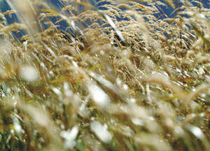bildreich karten PK 86: herbstwind.