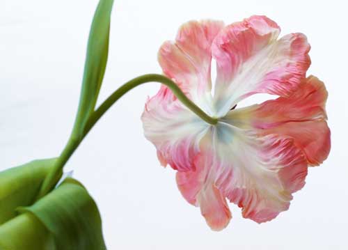 bildreich karten PK 1015: tulipano.