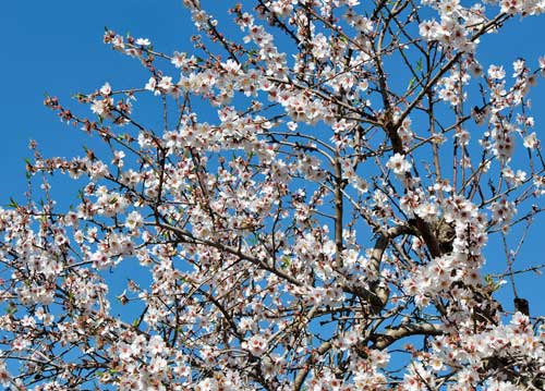 bildreich karten PK 1034: ametlla.