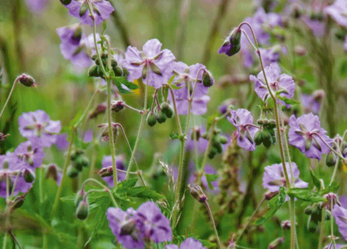 bildreich karten PK 1134: wiesenstorchenschnabel.