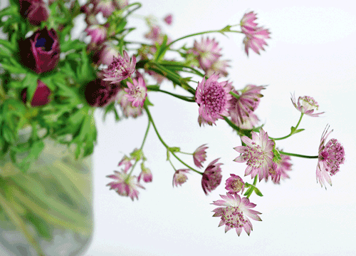 bildreich karten PK 1158: sterndolden.