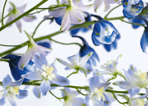 bildreich karten PK 1159: delphinia.