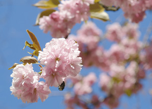 bildreich karten PK 151: blütenrausch VII.