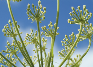 bildreich karten PK 182: spätsommerlicht.