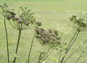 bildreich karten PK 183: herbstkerbel.