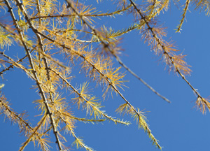 bildreich karten PK 191: herbstfest.