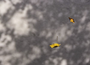 bildreich karten PK 465: ganz leise.