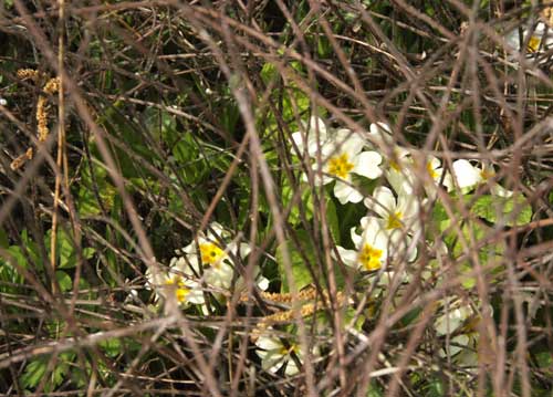 bildreich karten PK 803: verborgenes glueck.