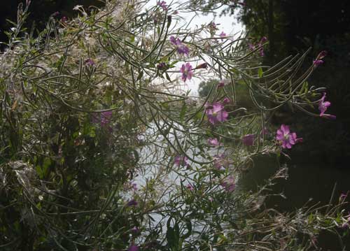 bildreich karten PK 855: lichterhaschend.