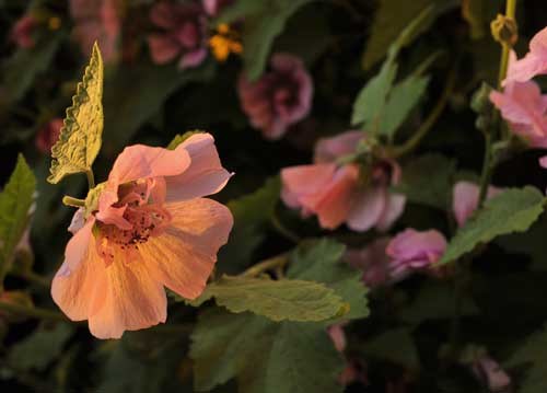 bildreich karten PK 914: nach der nacht.