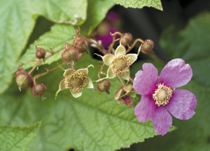 bildreich karten PK 340: zistrose.