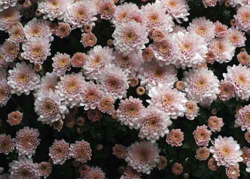 bildreich karten PK 688: chrysanthemen.