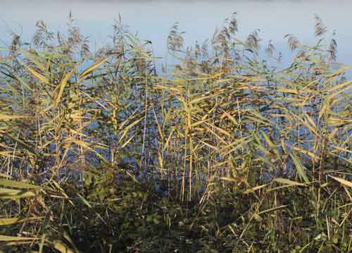 bildreich karten PK 694: schilf im wind II.