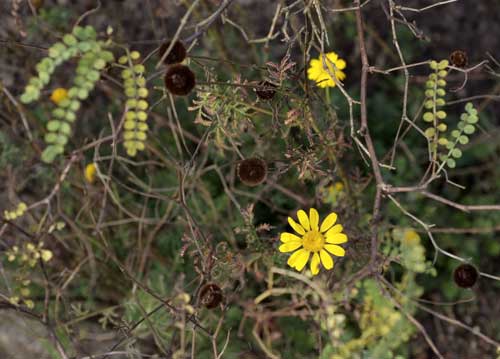 bildreich karten PK 844: herbstleuchten.