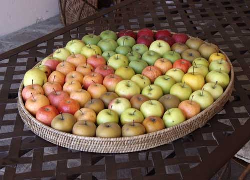 bildreich karten PK 858: apfelmosaik.