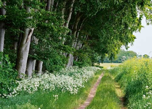 bildreich karten PK 937: am buchenwald.